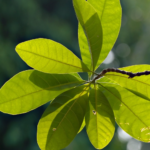Tech for Good: How Technology is Solving Global Challenges